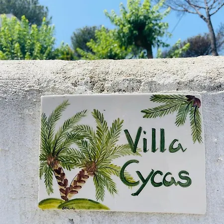 Cycas * איסקיה